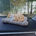 Sleeping Cat 3.webp