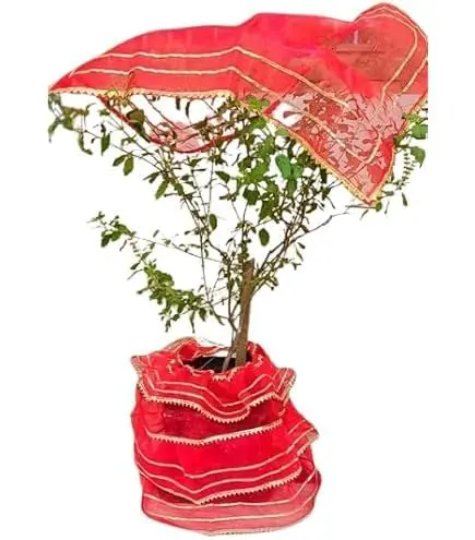 [KBS-1380] Tulsi Ji Poshak